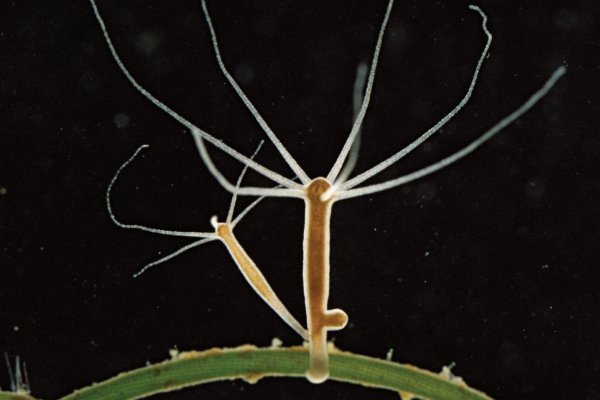 Рабочая ссылка кракен маркетплейс