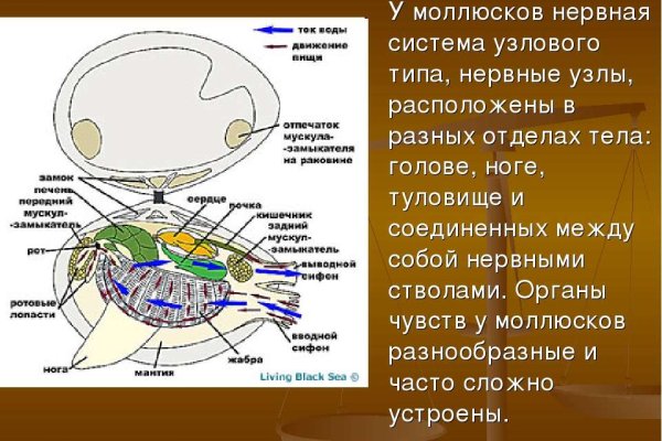 Как зайти на кракен в тор браузере